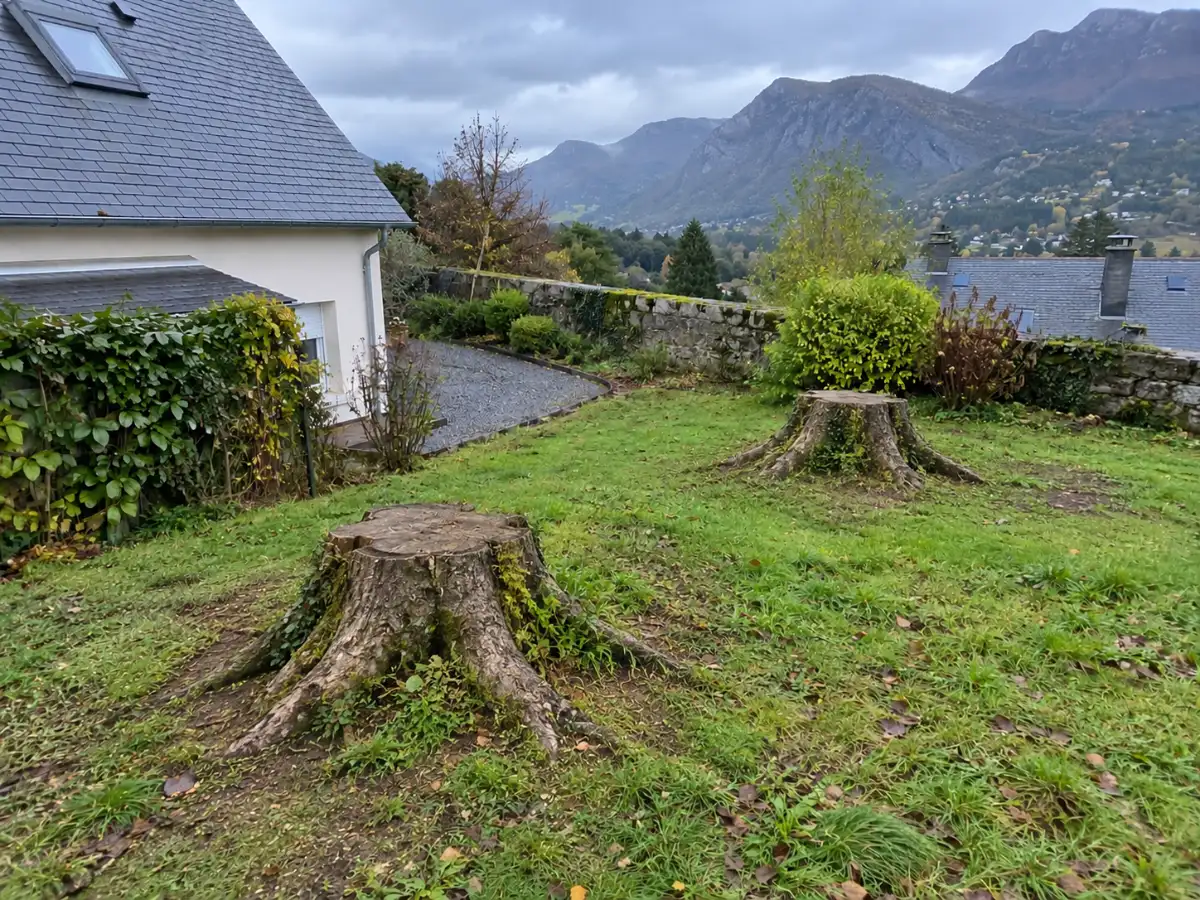 Grosse souche dans une pelouse, avant dessouchage