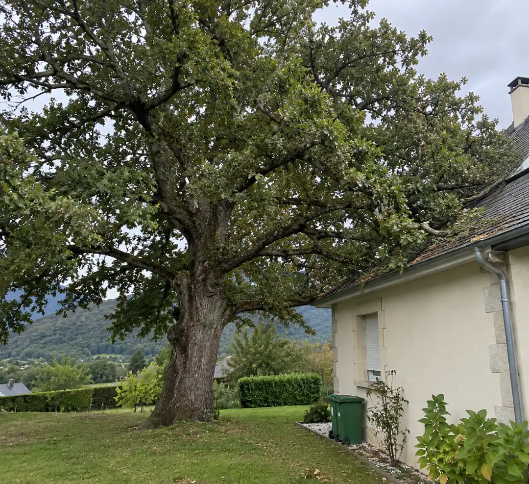 Arbre touffu dont les branches touchent un toit, avant élagage